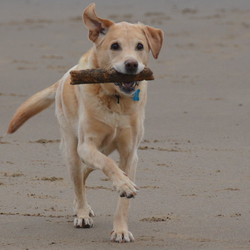 Pip | by rosamund.smith