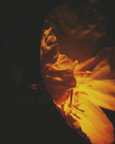 Botanical | by LauraSorrells