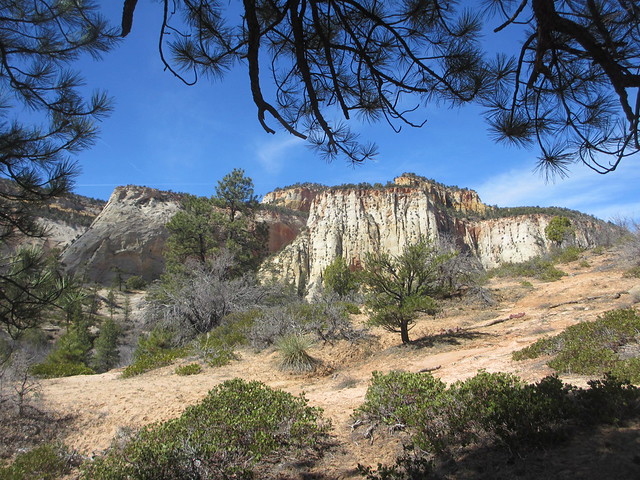 Cliffs and trees near Checkerboard Mesa, Zion National Park, Utah