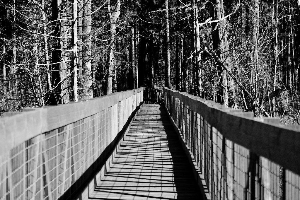 Bridge to the woods