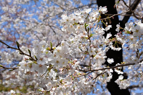 Cherry Blossoms1 | by yokokikan