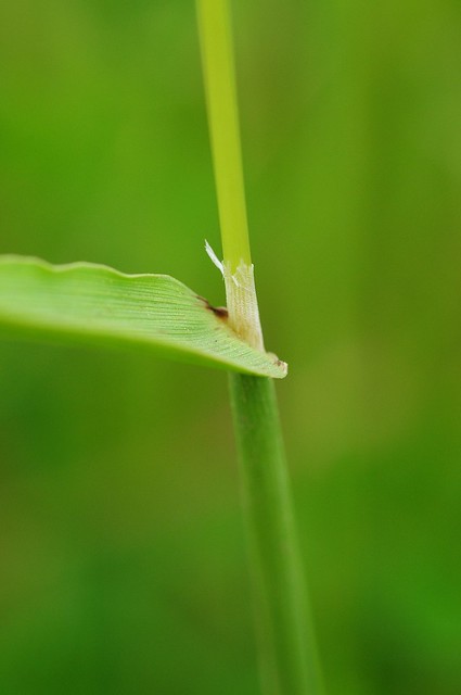 Polypogon monspeliensis. Annual Beard-grass.
