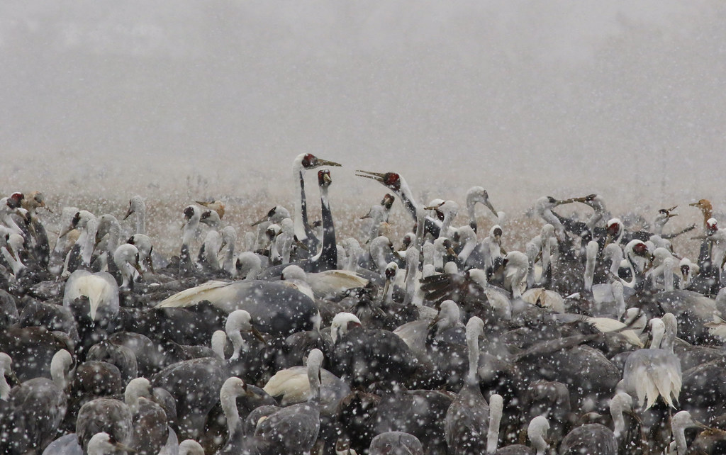 White-naped Cranes & Hooded Cranes in snow