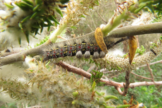 Western Tussock Moth caterpillar