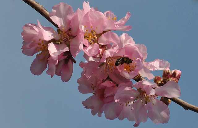 almond blossoms with a little visitor...