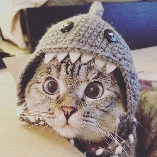 My alter ego . Kitties, get ready for Meowster Ego coming your way! Just remember, fish are friends 🙊😹...  credit: @nala_cat • • • #shark #sharkcat #monster #alterego #meowsterego #bait #fisharefriendsnotfood #sharkattack #caturday # | by whiskerbox