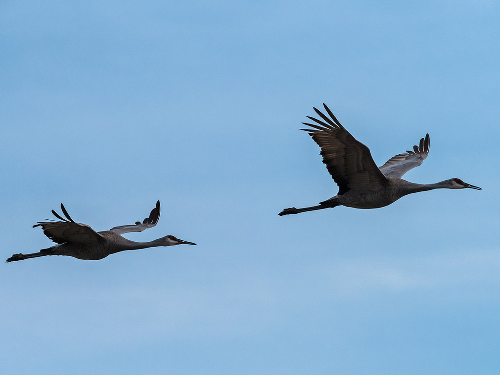 IMGPJ32773_Fk - Jackson County Indiana - Migratory Birds -… | Flickr
