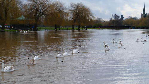 Swollen river with line of swans