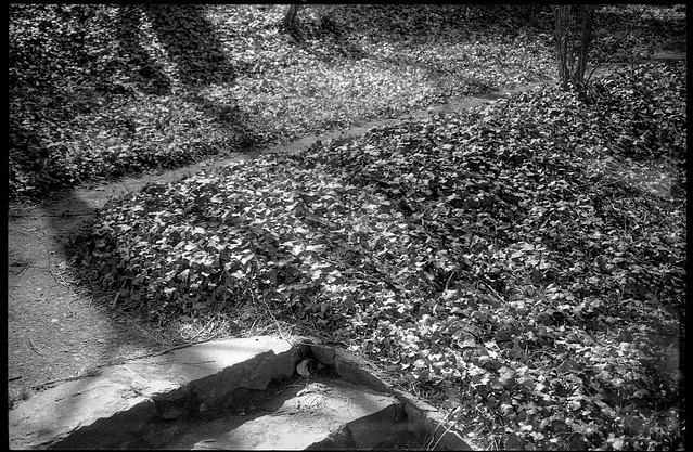 concrete steps, dirt pathway, ivy, long shadows, North Asheville, NC, Rollei Prego 140, Arista.Edu 400, Ilford Ilfosol 3 Developer, 3.20.18