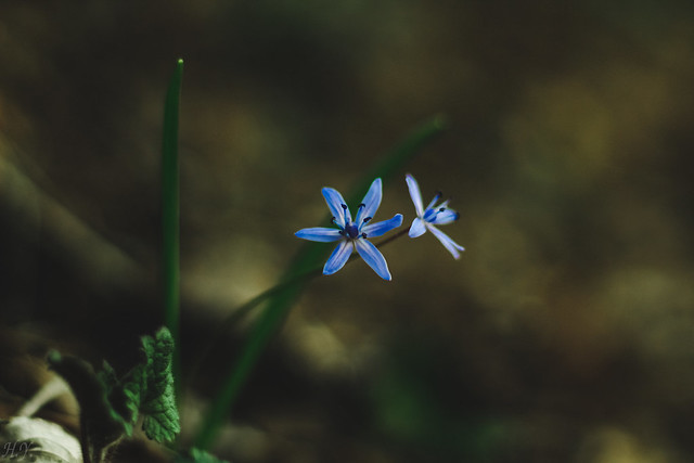 Spring blue forest flower!