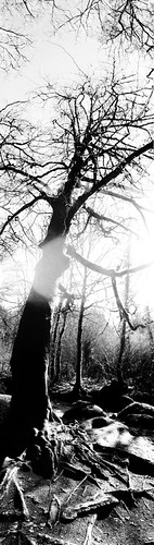 Éclair terrestre | by Lya Pix