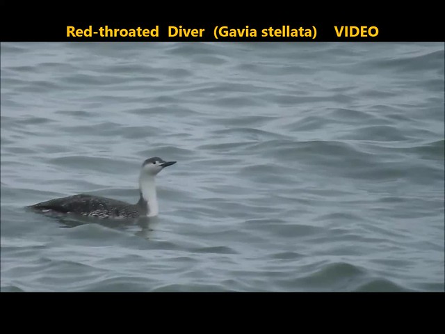 Red-throated Diver (Gavia stellata) . . VIDEO