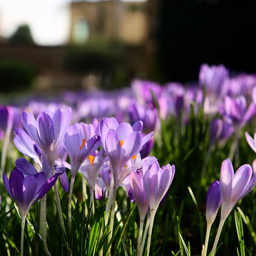 Early spring in the botanical garden of Leuven