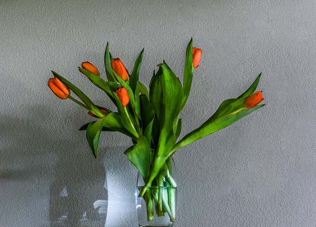 avignon tulips