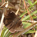 Flickr photo 'Northern Cloudywing (Thorybes pylades)' by: Mary Keim.