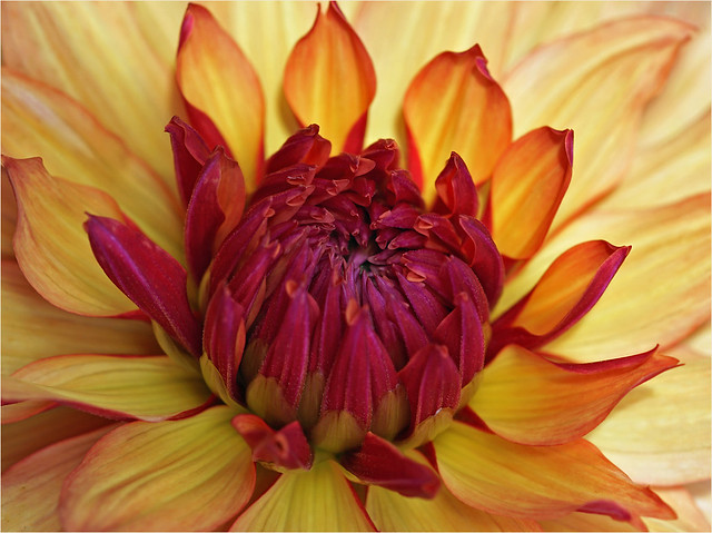 Yellow dahlia with a red heart