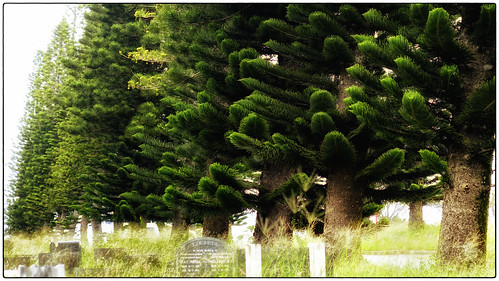 trees conifers headstones graveyard cemetary eastlondon buffalocity southafrica cambridge graves
