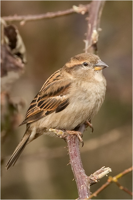 Female House Sparrow 2