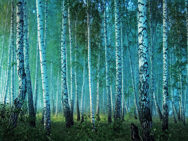 morning in a birch grove