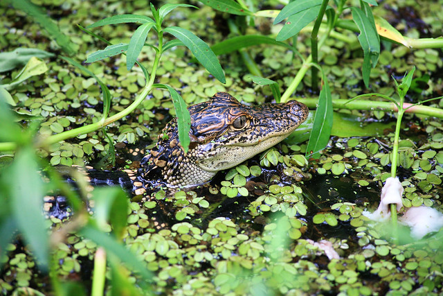 Young alligator
