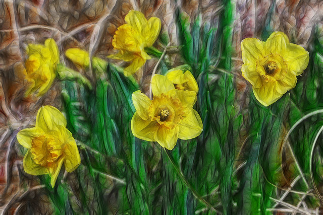 Daffodils on Fractalius