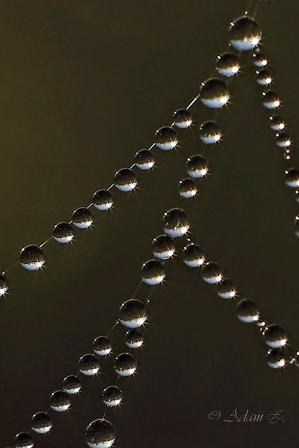 Spiderweb and dew