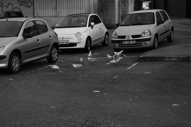 parking privé place reservé oiseaux