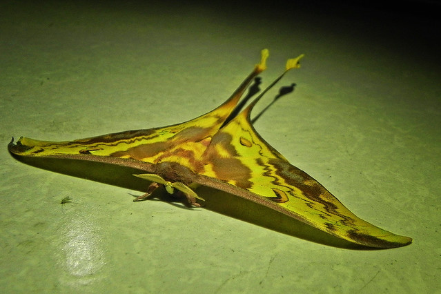 Malaysian Moon Moth (Male)!