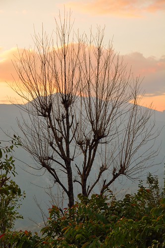 DSC_8999 by sini-b, nepal trees