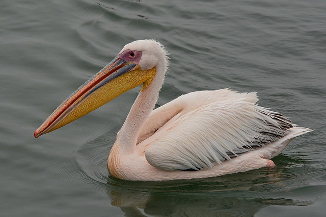 Розовый пеликан, Pelecanus onocrotalus, Great White Pelican
