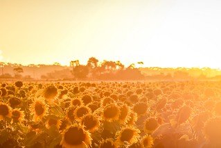 Sunflowers Sunset-16