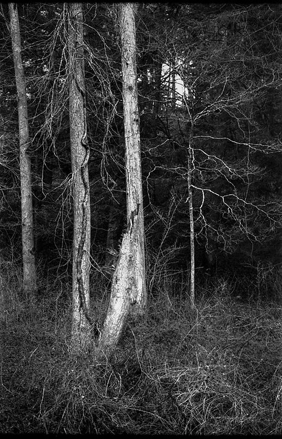 forest's edge, trees, trampled dried grasses, Biltmore Estate, Asheville, NC, Kodak Retina IIIc, Arista.Edu 200, Ilford Ilfosol 3, 3.8.18