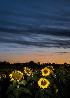 Sunflowers Sunset-27
