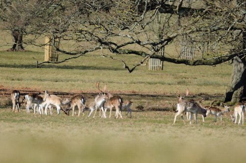 Fallow deer fighting, Powderham Park