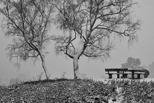 buesenbachtal tree baum buchholzidn buchholz landscape blackwhite blackandwhite schnee winter landschaft monochrome schwarzweiss birke birchtree sw bw snow wörme woerme