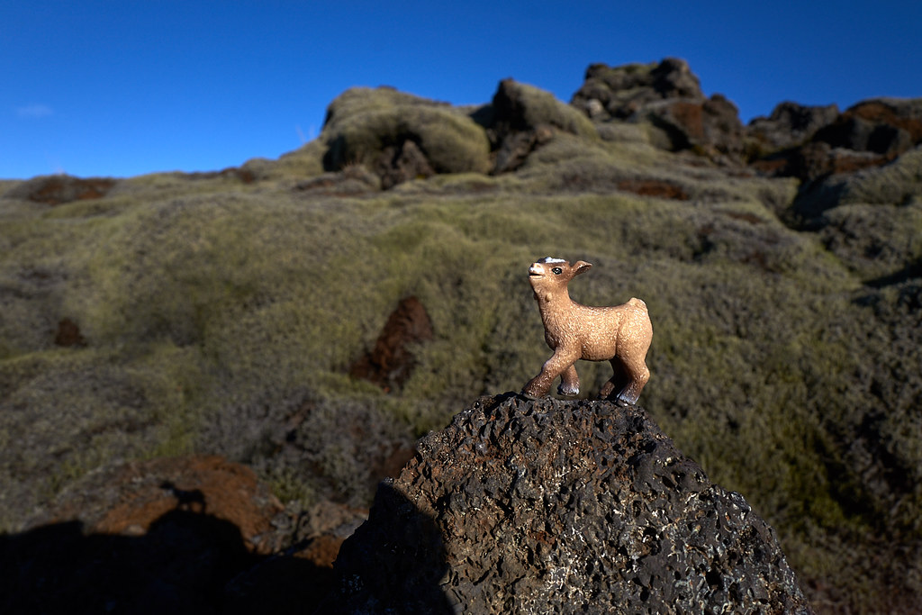 baby goat scampers up the rocks in the lava field
