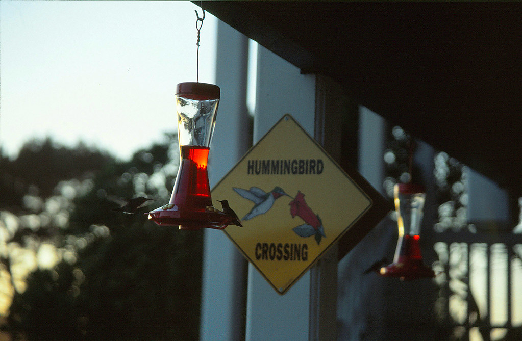 Hummingbird Crossing Alberta Canada Hummingbird Crossing | Axel Magard | Flickr