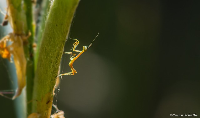 Tiny praying mantis