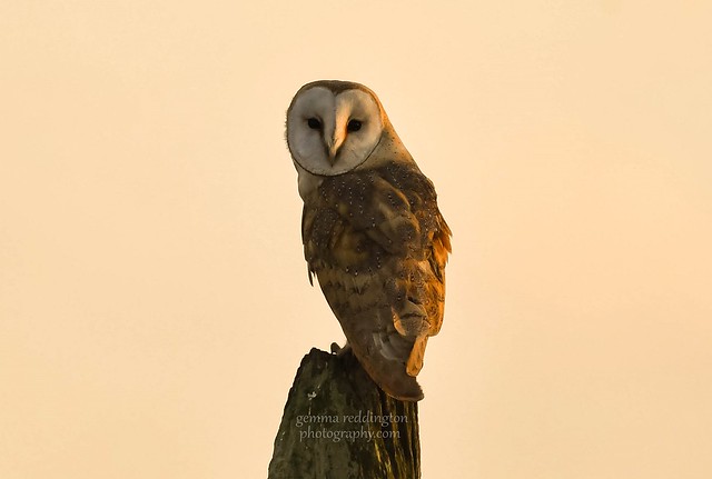 sunset perched barn owl