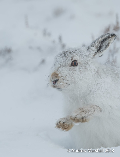 Mountain hare, ( Lepus timidus)