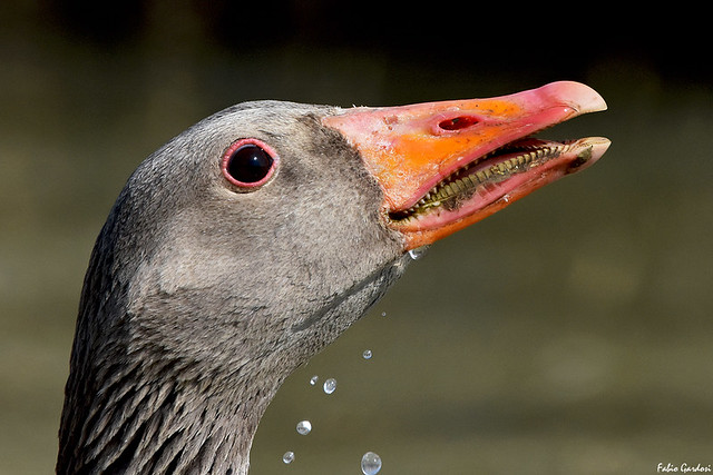 Oca selvatica - Greylag Goose