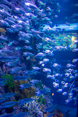 Photo 2 of 25 in the Day 8 - S.E.A Aquarium & Sentosa gallery