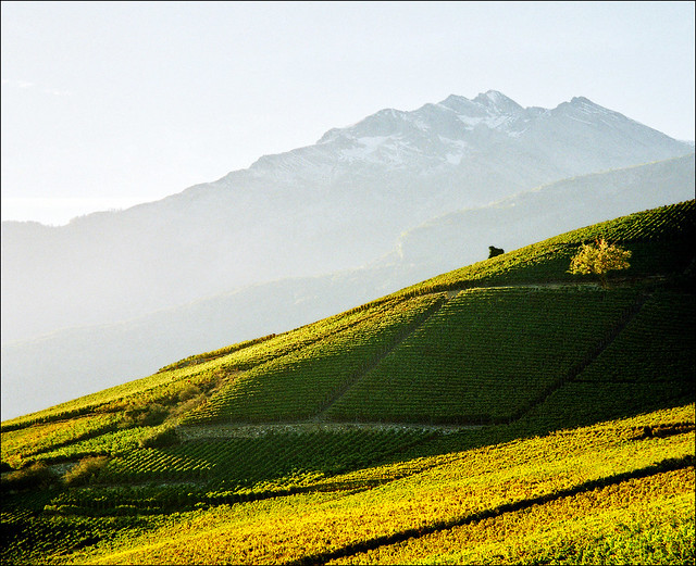 Another side of Switzerland - (vineyards..:))