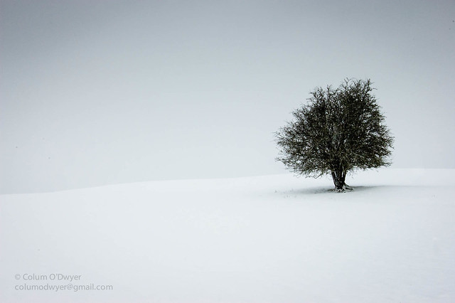 Lonely Tree, Old Kilcullen.