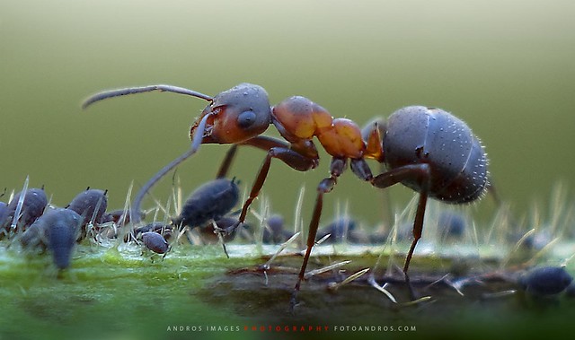 Incansable trabajadora. La interacción entre la hormiga y el pulgón // Tireless worker. The interaction between the ant and the aphid