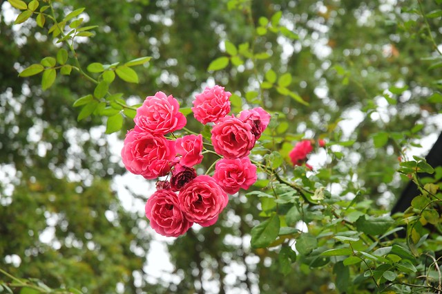 Bouquet - Rosen (Rosa); Garten in Telgte (37)