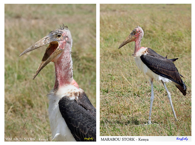 (Species# 954b) One Ugly Marabou Stork - [ Massai Mara National Park, Kenya ]