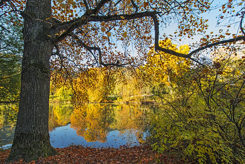 autumn landcape view tree lake water reflection vegetation plants sky giessenpark badragaz switzerland nikon d5