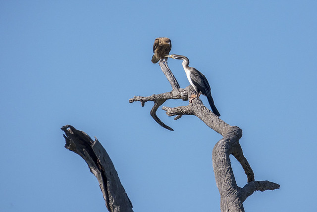 Whistling Kite and Australian Darter - Loch Luna Game Reserve - Australia