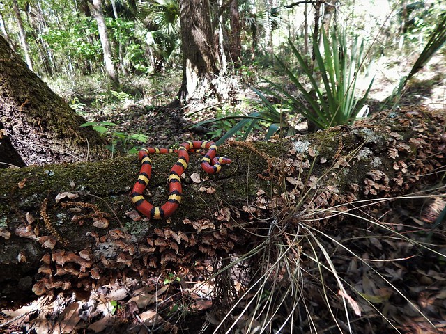 Lampropeltis elapsoides [Scarlet Kingsnake]. From a North-Central Florida mesic flatwoods.